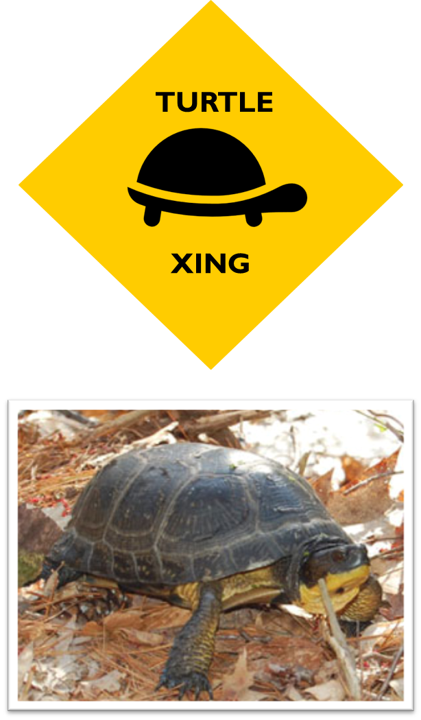 A yellow diamond sign with a logo of a turtle in the center the words ‘Turtle Xing’ surround the logo. The bottom of the image has picture of a Blanding’s turtle crawling along the forest floor.