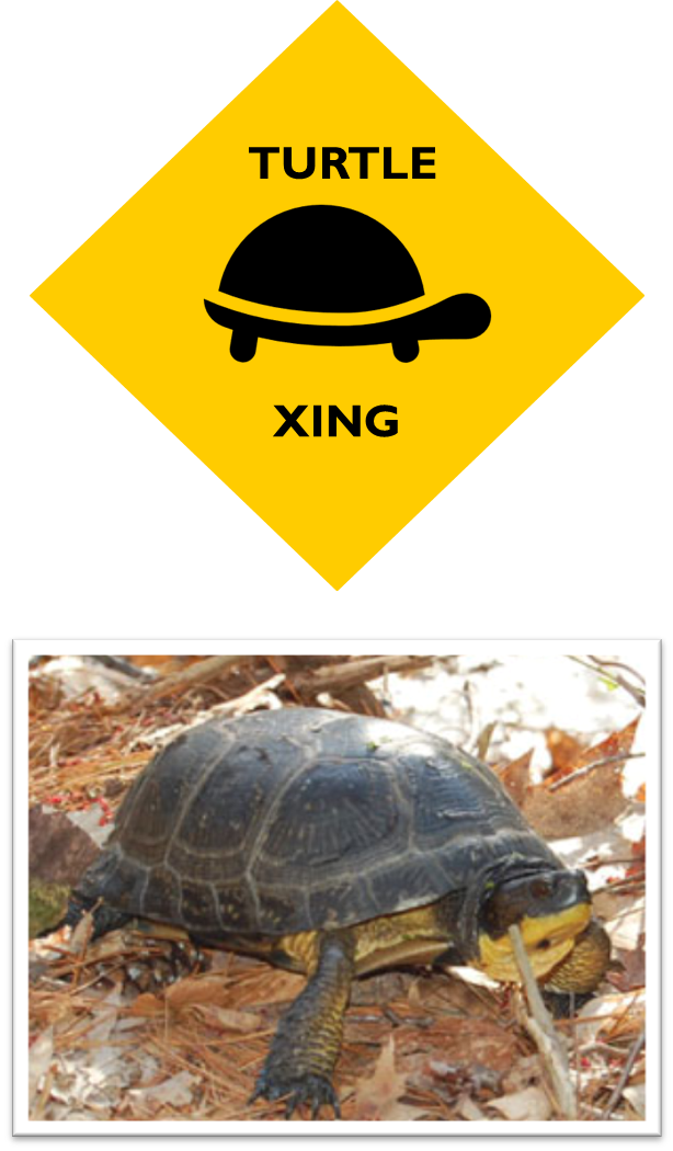 A yellow diamond sign with a logo of a turtle in the center the words ‘Turtle Xing’ surround the logo. The bottom of the image has picture of a Blanding’s turtle crawling along the forest floor.