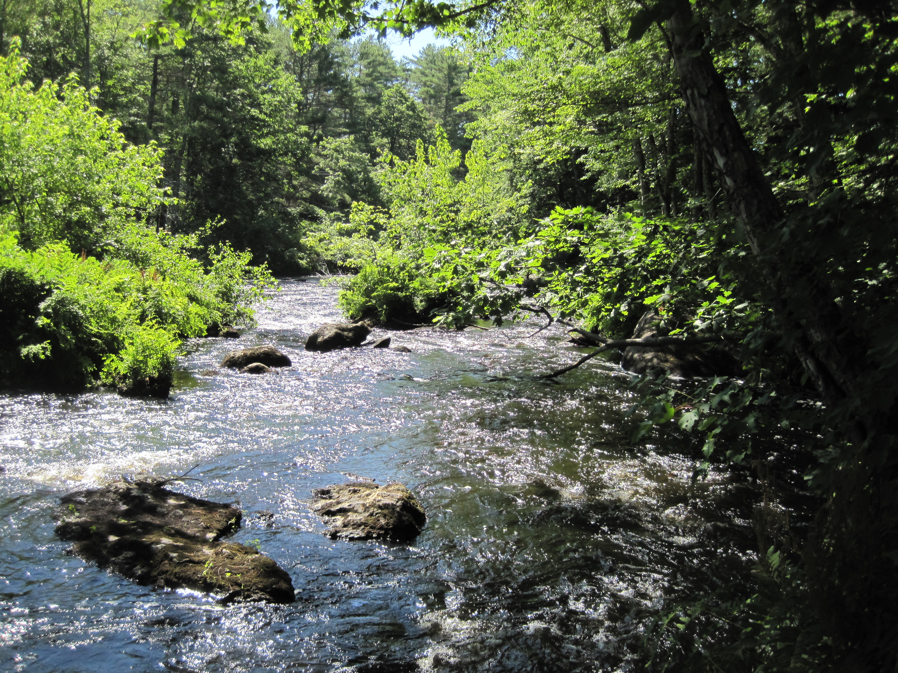 A section of the Lamprey River downstream of Wiswall Falls. A tree on the bank is overhanging the river and a few rocks are present within the river.