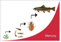 A poster depicting how mercury makes its way up the food chain. As microbes are eaten and absorbed by nymphs and bugs, who are then eaten by fish the level of mercury increases drastically.