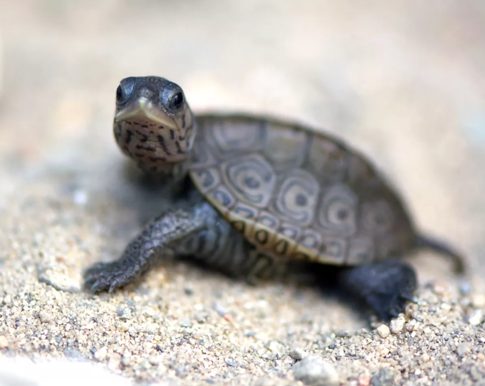 The diamondback terrapin (Malaclemys terrapin) is a unique turtle species. Photo credit: Sally Spooner.
