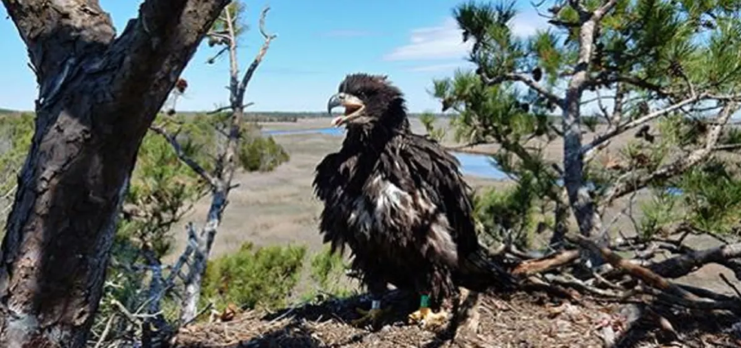 CU Maurice River: An eagle sits high in the trees on the Maurice River. Courtesy of Citizens United to Protect the Maurice River & Its Tributaries (CU Maurice River).