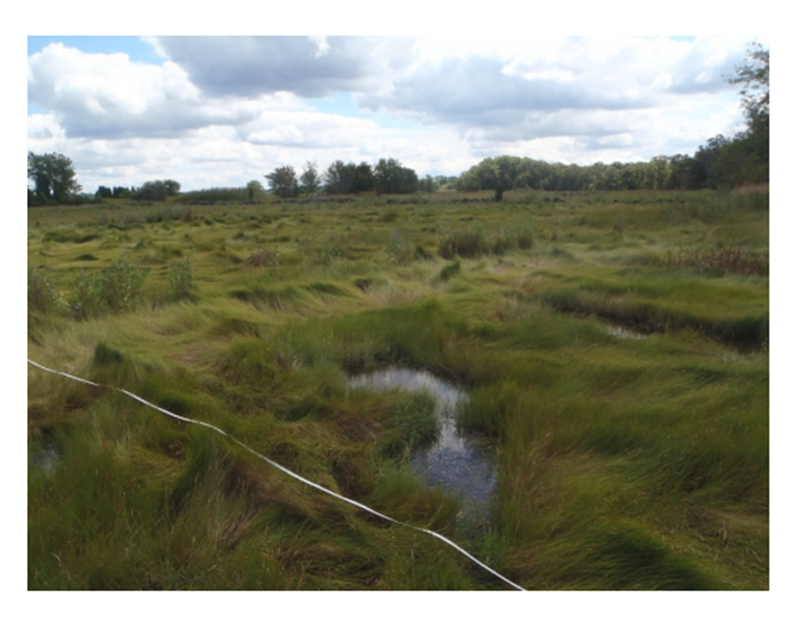 Overlooking marshlands with sweeping thick grasses along the landscape. A small body of water dots along the bottom of the image.